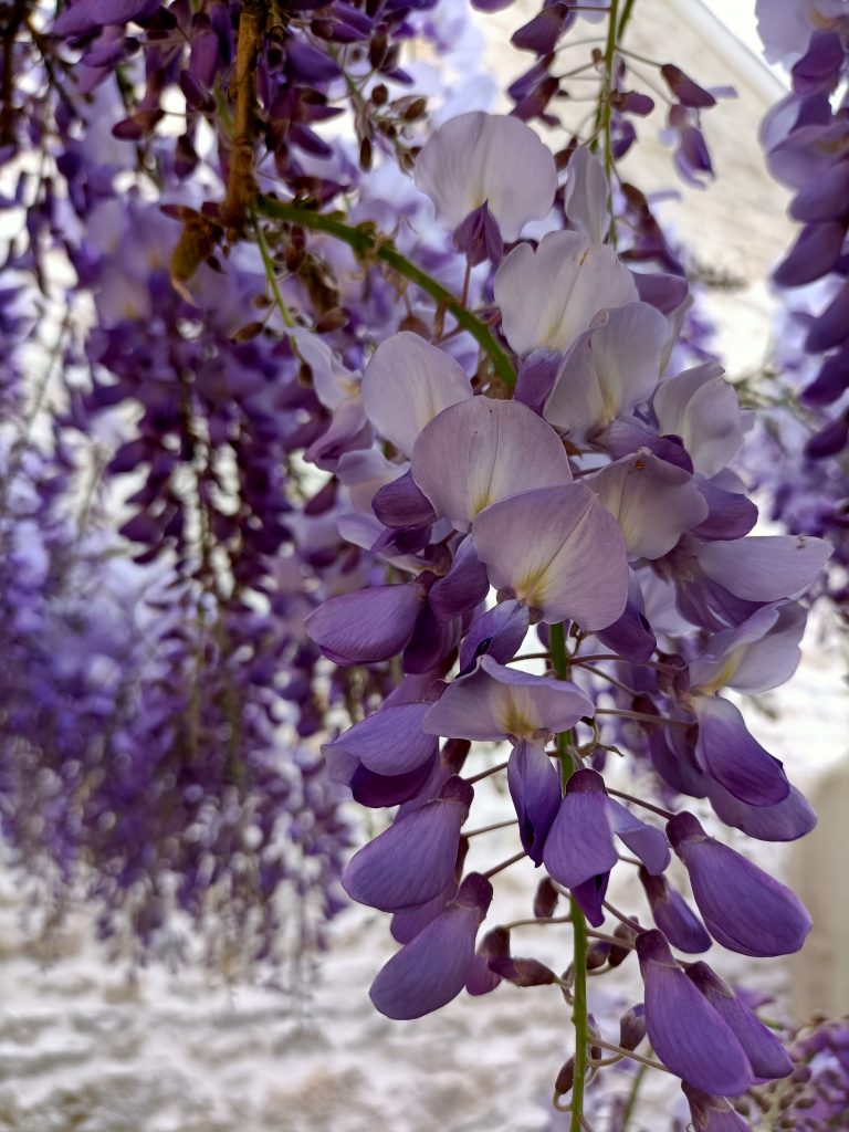 glycine
